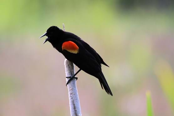 A black bird stands on a branch