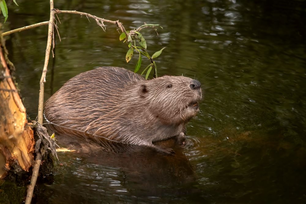 Beaver In Water