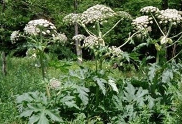 Thick stalks with multiple bunches of white flowers forming a canopy near the top.