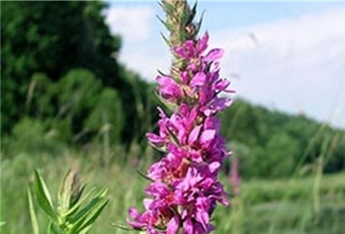 A stalk covered with small pink flowers.