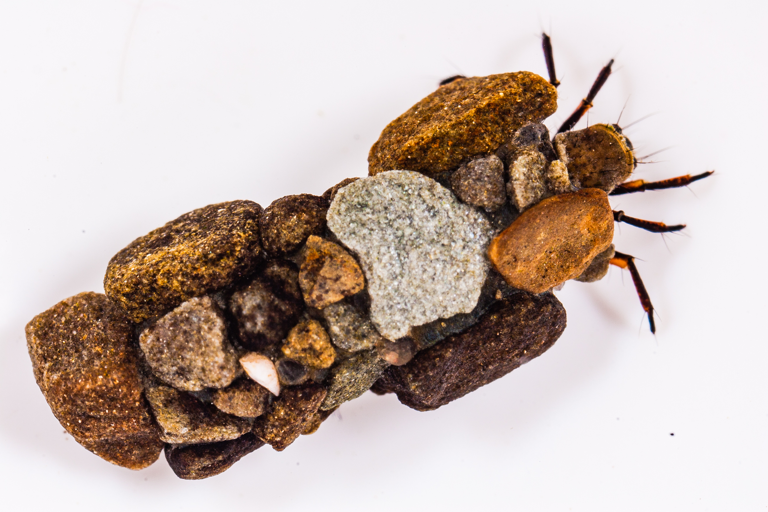 A Caddisfly Larvae peeks out from its protective pebble casing.
