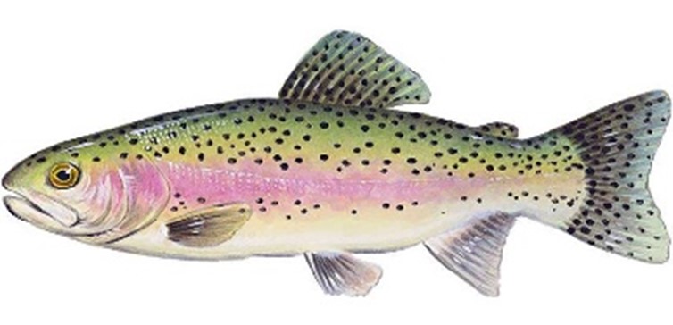 A rainbow trout. Dark green top with black speckles help it blend into the river floor. A pink stripe goes all along its side.
