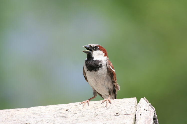 House Sparrow