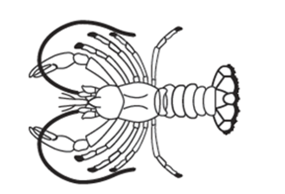 Line drawing of a crayfish, a crustacean with eight legs and two pincher arms. The tail has a wide fin.