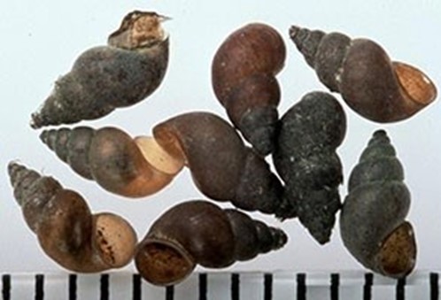Brown lengthened spiral snail shells.