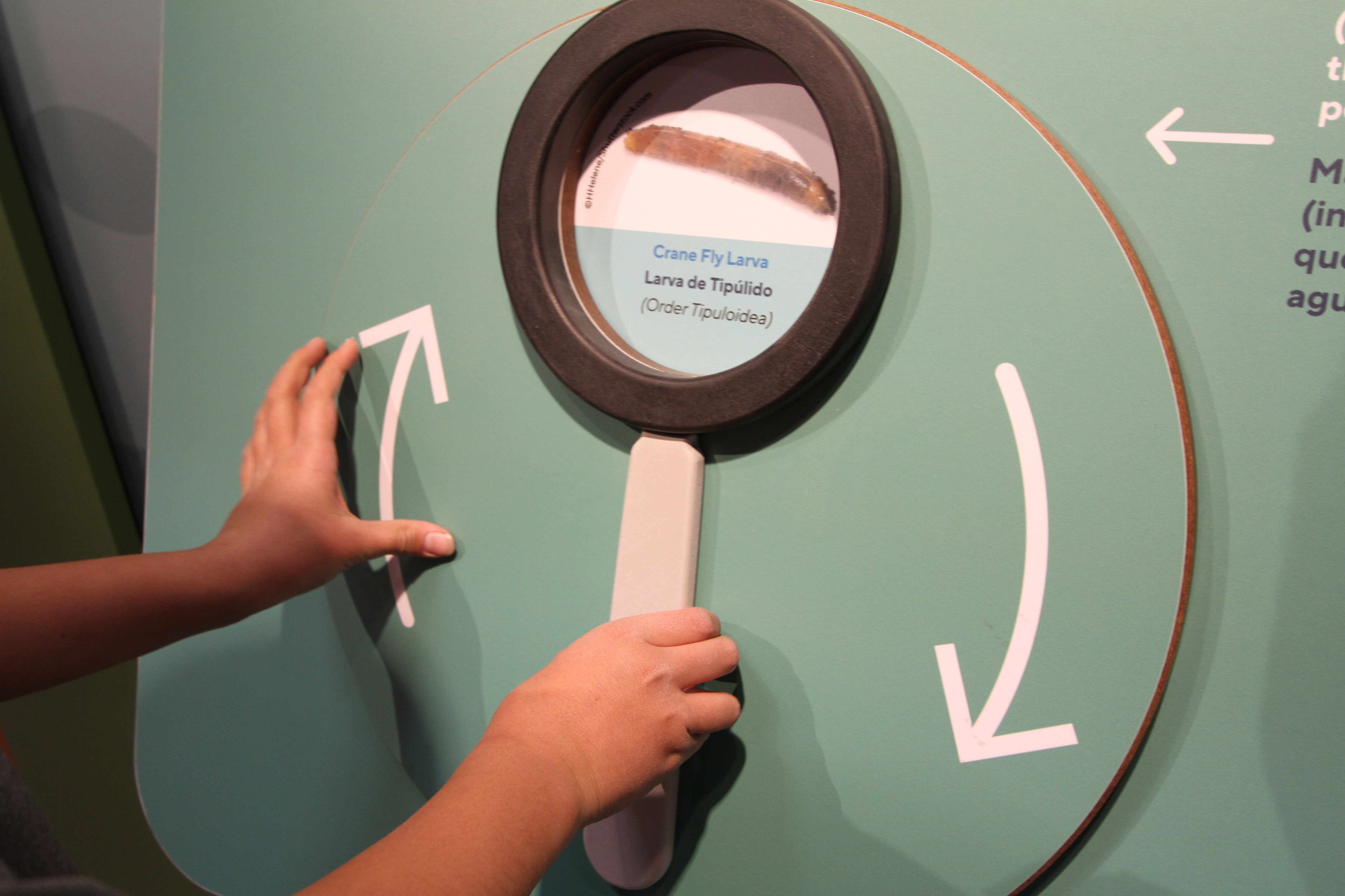 A child interacts with a hands-on exhibit about organisms in the river.