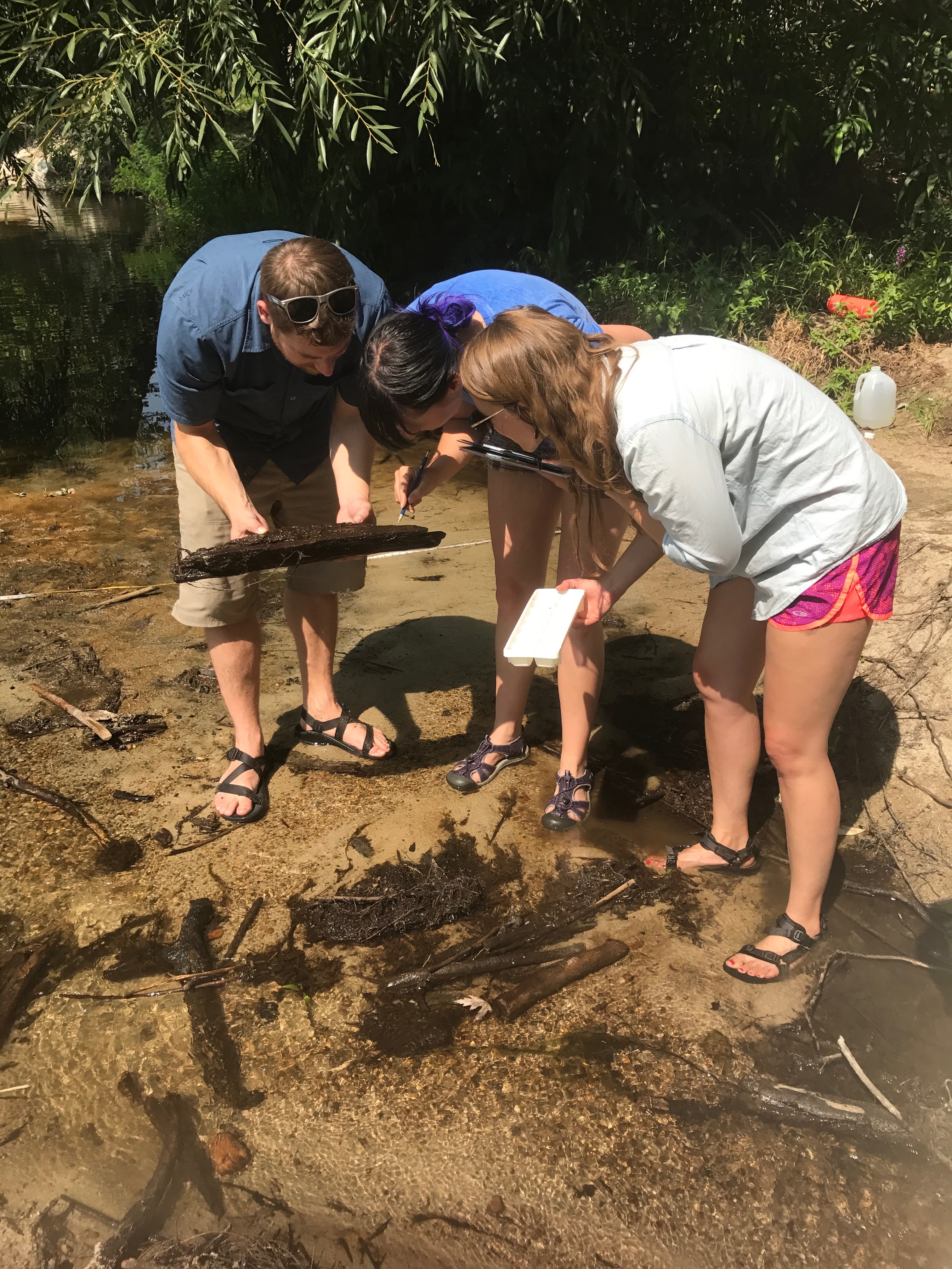 Participants standing in the river closely examine specimens on a piece of wood.