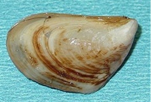 A flat mussel shell in an elongated triangle shape with brown stripes on a cream-colored shell.