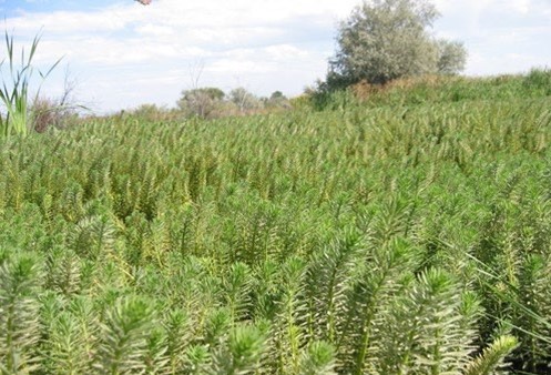 A field of stalks growing thickly with pointy leaves.